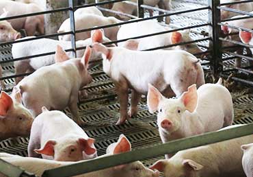 Lajoskomáromi Sertéstenyésztő Kft